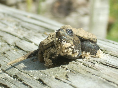 baby snapping turtle sm.jpg