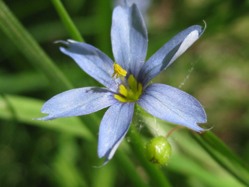 blue-eyed grass flower-02-sm.jpg