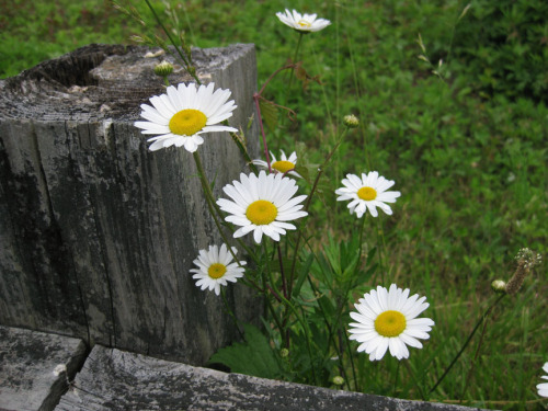 daisy and fence post-02 sm.jpg