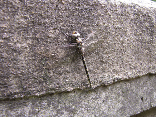 dragonfly on cement wall-3sm.jpg