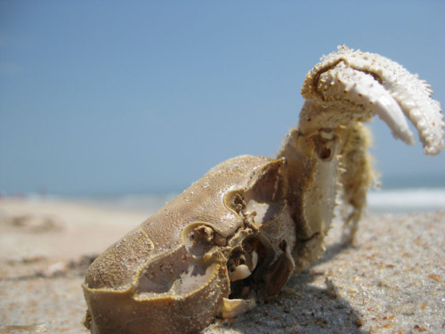 ghost crab shell-004sm.jpg