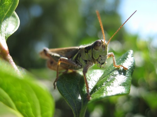 grasshopper-001.jpg