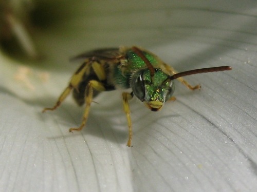green wasp on flower.jpg