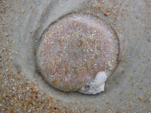jelly on beach sand-2sm.jpg