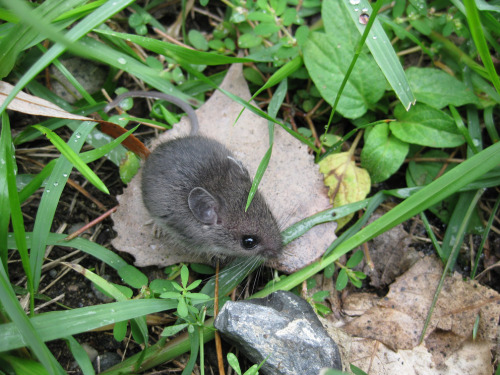 juvenile mouse-01-sm.jpg