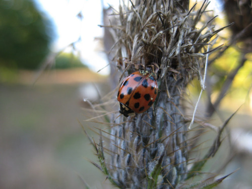 ladybug on thistle seed head-sm.jpg