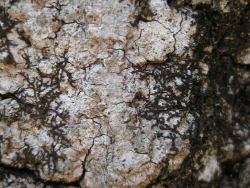 liverwort on tree bark-sm.jpg