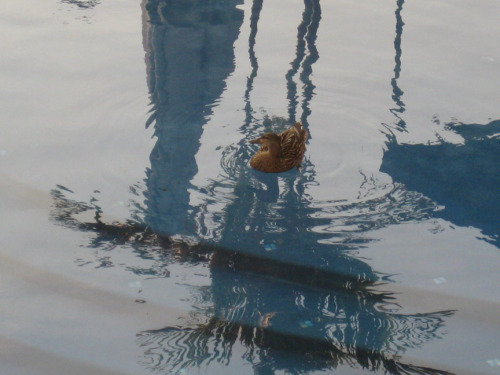 mallard duck in swimming pool-03-sm.jpg