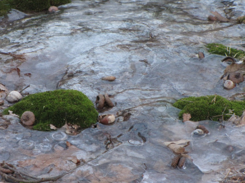 moss islands in an icy sea-sm.jpg