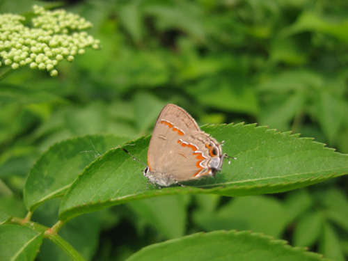 red banded hairstreek butterfly-01 sm.jpg