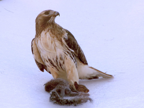 red-tailed hawk with squirrel-04a-sm.jpg