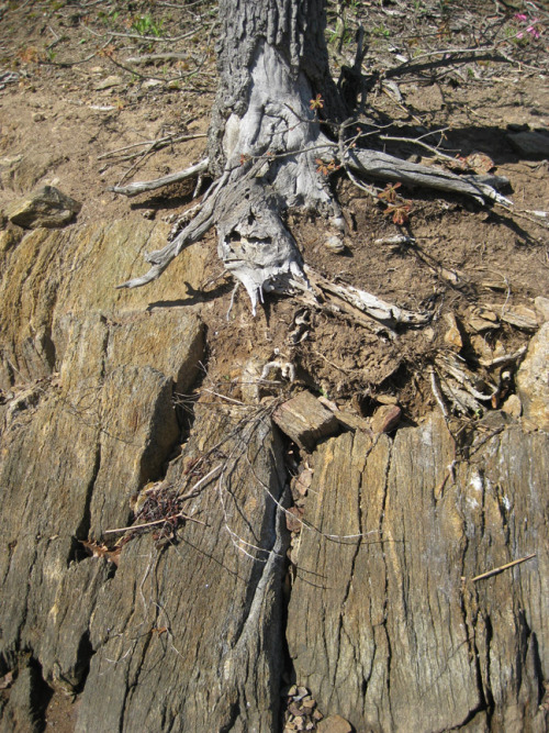 rocky shore and withered tree root-sm.jpg