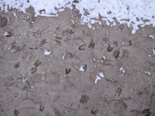 tracks in frozen mud and snow-sm.jpg