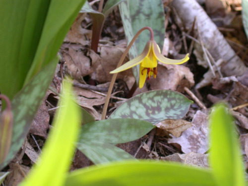 trout-lily-2 lo-res.jpg